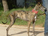 Triana, Galga à adopter en association