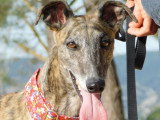 Triana, Galga à adopter en association