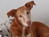 Toni, chien tendre à adopter en association