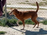 Toni, chien tendre à adopter en association