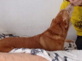 Toni, chien tendre à adopter en association