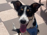 Vela, petite chienne de 10 kg à adopter en association