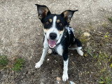 Vela, petite chienne de 10 kg à adopter en association
