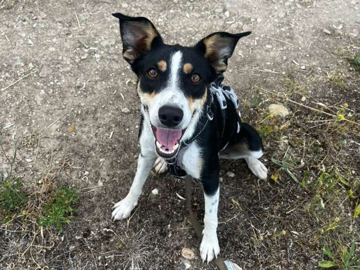 Vela, petite chienne de 10 kg à adopter en association