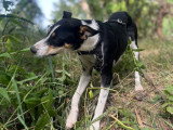 Vela, petite chienne de 10 kg à adopter en association