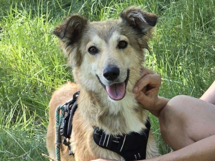 Yama, chienne douce et belle à adopter en association