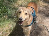 Yama, chienne douce et belle à adopter en association