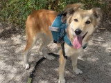 Yama, chienne douce et belle à adopter en association