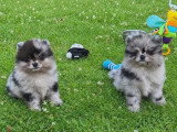 Deux chiots Spitz nains bleu merle mâles non LOF nés en mars 2026 à vendre