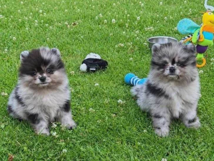 Deux chiots Spitz nains bleu merle mâles non LOF nés en mars 2026 à vendre