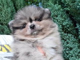 Deux chiots Spitz nains bleu merle mâles non LOF nés en mars 2026 à vendre