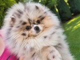 Deux chiots Spitz nains bleu merle mâles non LOF nés en mars 2026 à vendre