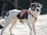 Isla, chienne douce à adopter en association