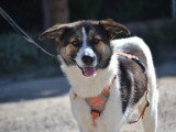 Isla, chienne douce à adopter en association