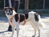 Isla, chienne douce à adopter en association