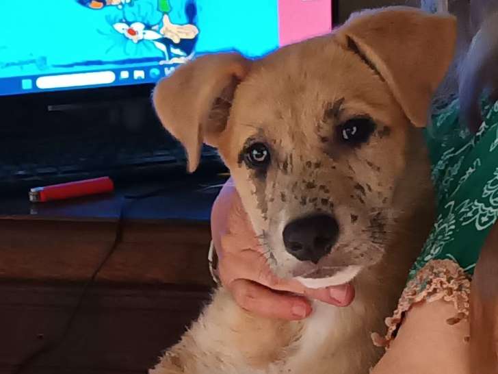 Chiot femelle Berger Allemand croisée American Staff à donner