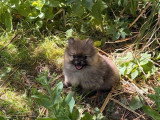 Deux chiots Spitz nain femelles à vendre non LOF d'avril 2026