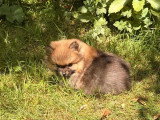 Deux chiots Spitz nain femelles à vendre non LOF d'avril 2026