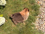 Deux chiots Spitz nain femelles à vendre non LOF d'avril 2026
