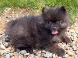 Deux chiots Spitz nain femelles à vendre non LOF d'avril 2026