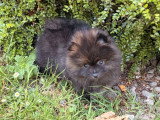 Deux chiots Spitz nain femelles à vendre non LOF d'avril 2026