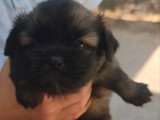 4 chiots Épagneul Tibétain LOF disponibles à la réservation