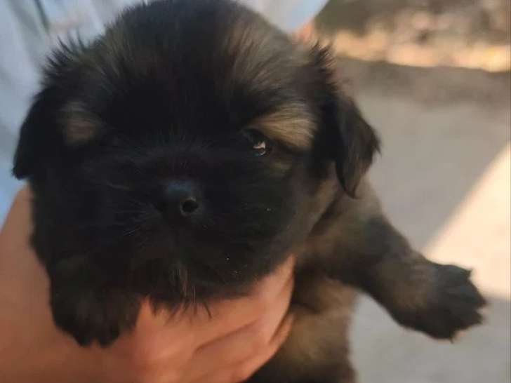 4 chiots Épagneul Tibétain LOF disponibles à la réservation