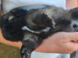 4 chiots Épagneul Tibétain LOF disponibles à la réservation
