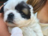 4 chiots Épagneul Tibétain LOF disponibles à la réservation