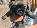 4 chiots Épagneul Tibétain LOF disponibles à la réservation