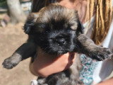 4 chiots Épagneul Tibétain LOF disponibles à la réservation