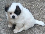 4 chiots Épagneul Tibétain LOF disponibles à la réservation