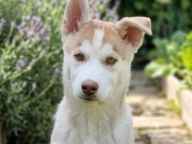 Trois chiots Husky mâles à réserver non LOF nés en mars 2026