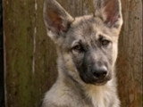 Trois chiots Husky mâles à réserver non LOF nés en mars 2026
