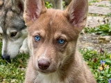 Trois chiots Husky mâles à réserver non LOF nés en mars 2026