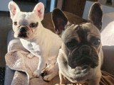 Couple de Bouledogues Français à donner
