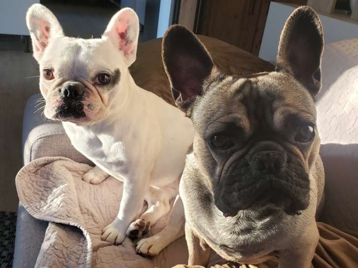 Couple de Bouledogues Français à donner