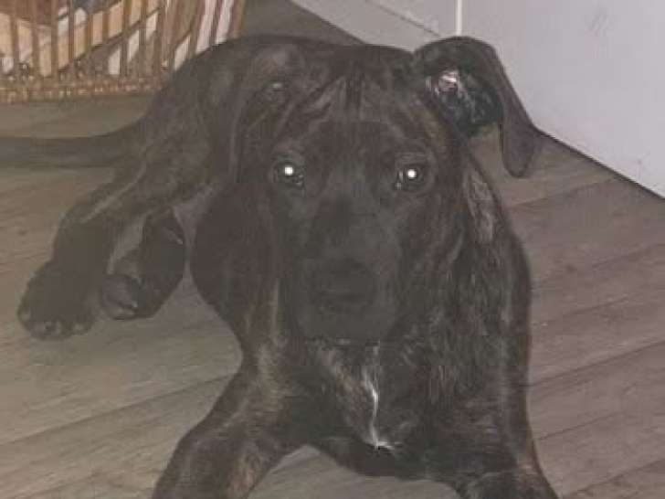 Tanos, Beauceron croisé Boxer de 1 an à adopter en association