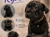 Chiots Bouledogue Français bleus, noir et chocolat (big rope) à vendre