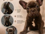Chiots Bouledogue Français bleus, noir et chocolat (big rope) à vendre