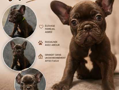 Chiots Bouledogue Français bleus, noir et chocolat (big rope) à vendre