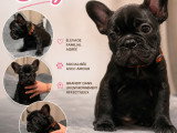 Chiots Bouledogue Français bleus, noir et chocolat (big rope) à vendre