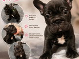 Chiots Bouledogue Français bleus, noir et chocolat (big rope) à vendre