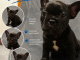 Chiots Bouledogue Français bleus, noir et chocolat (big rope) à vendre
