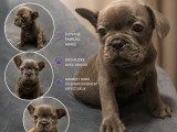Chiots Bouledogue Français bleus, noir et chocolat (big rope) à vendre