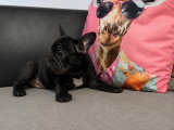 Chiots Bouledogue Français bleus, noir et chocolat (big rope) à vendre