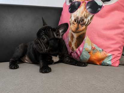 Chiots Bouledogue Français bleus, noir et chocolat (big rope) à vendre