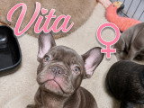 Chiots Bouledogue Français bleus, noir et chocolat (big rope) à vendre