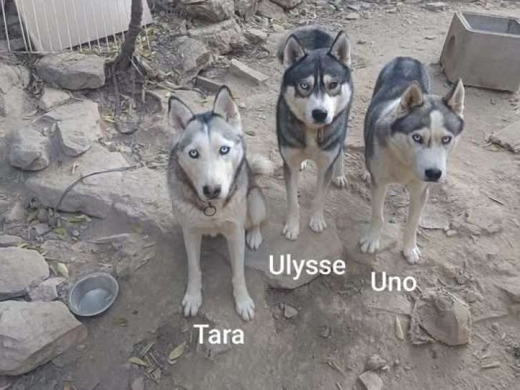 Tara, chienne Husky Sibérien à adopter en association