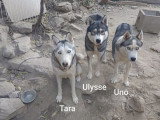 Ulysse, Husky Sibérien à adopter en association